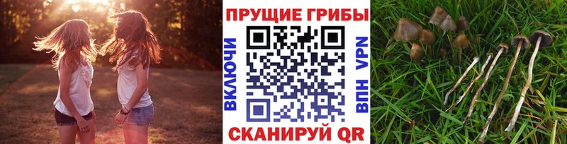 Псилоцибиновые грибы мухоморы  сайты даркнета наркотические препараты  Тимашёвск 